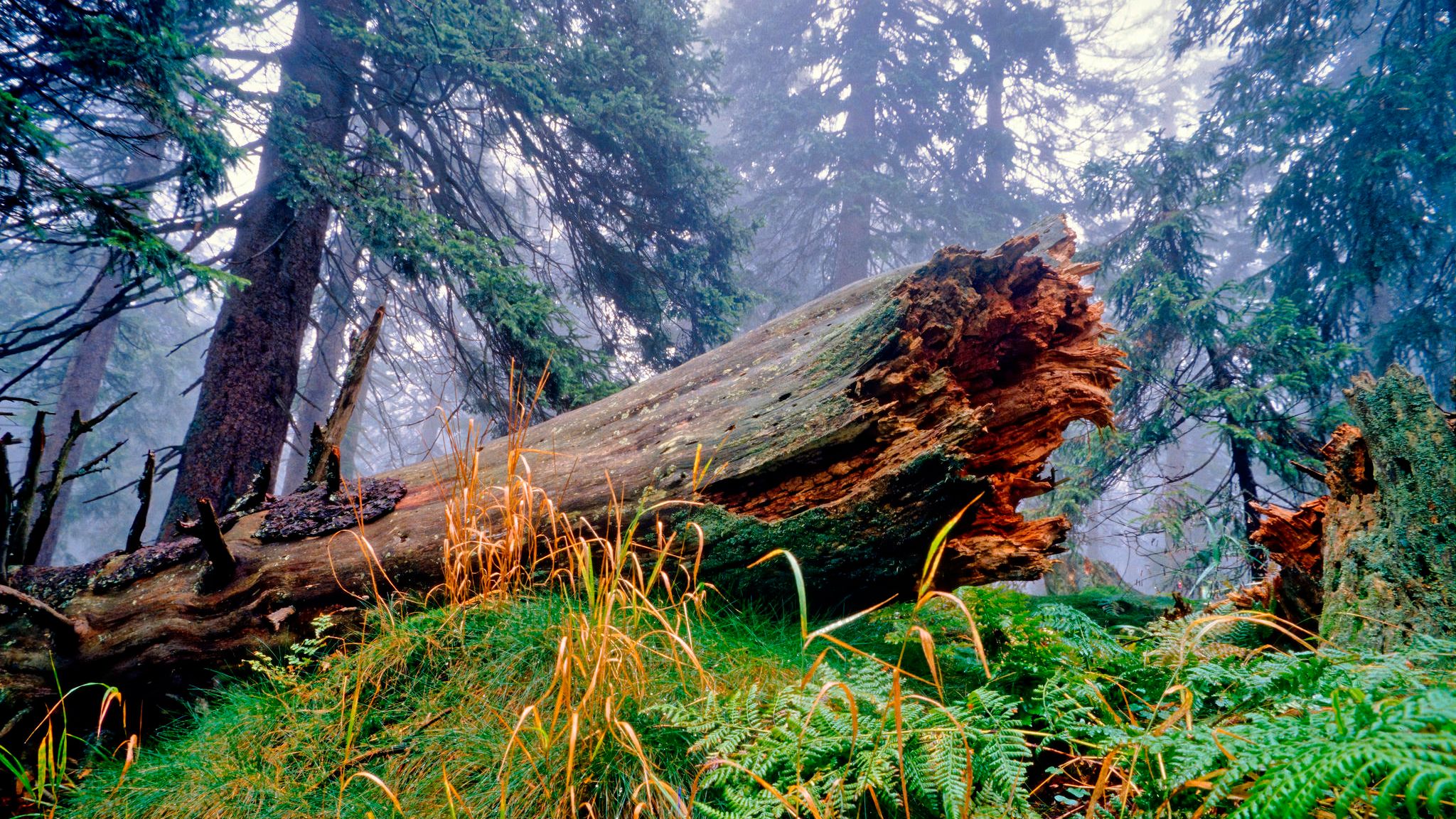Toter Baumstamm umgeben von Bergfichten, Moosen, Gräsern und Farn