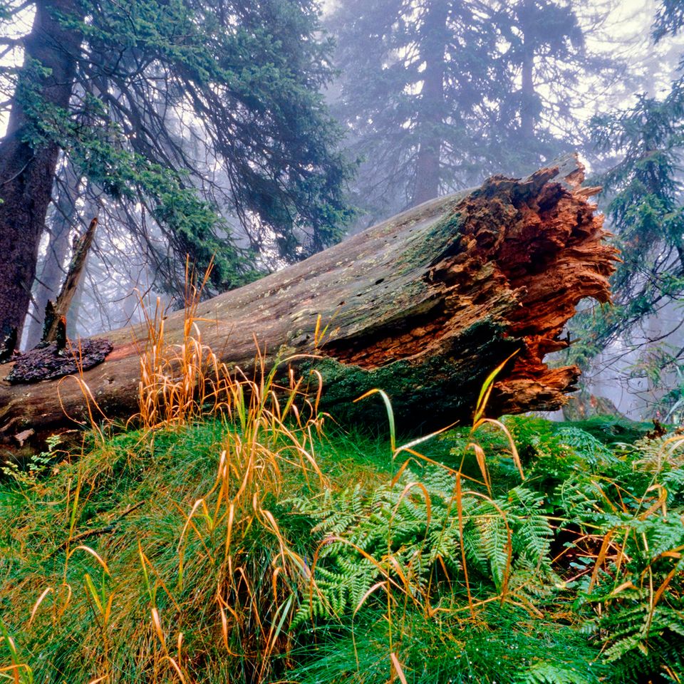 Toter Baumstamm umgeben von Bergfichten, Moosen, Gräsern und Farn