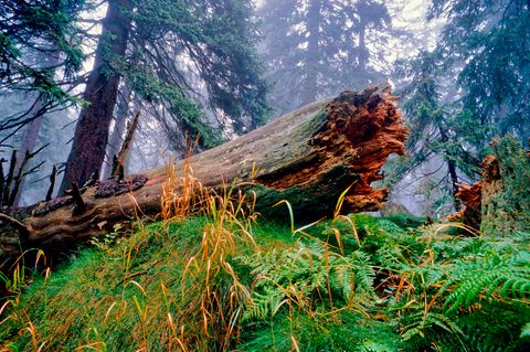 Toter Baumstamm umgeben von Bergfichten, Moosen, Gräsern und Farn