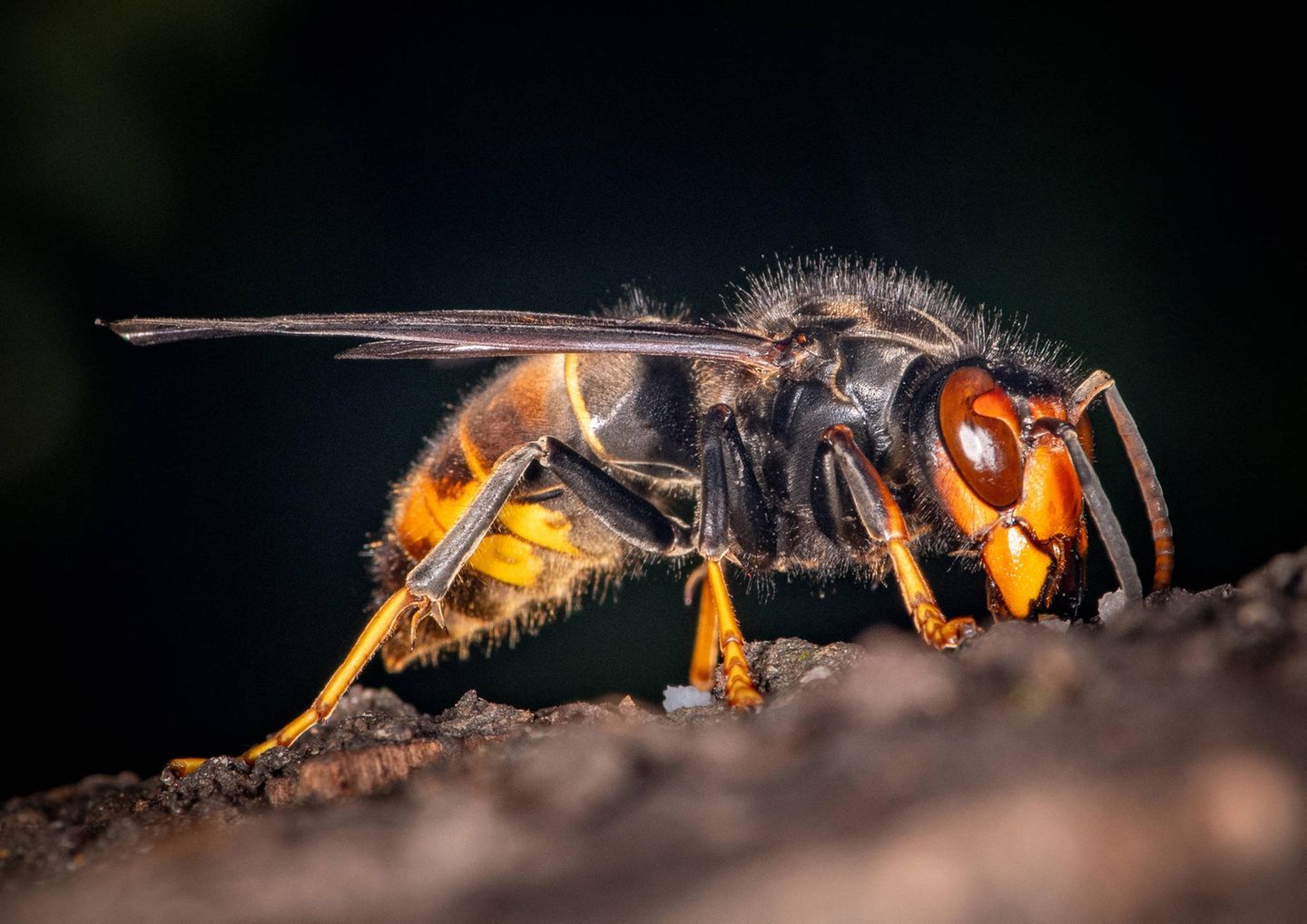 Mehr Asiatische Hornissen: Was bedeutet das für die Natur? - [GEO]
