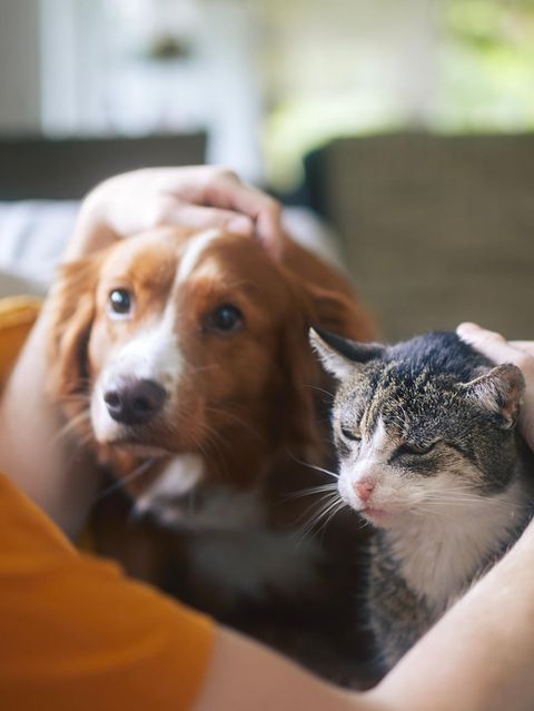 junger Mann streichelt mit je einer Hand den Kopf seines Hundes und seiner Katze