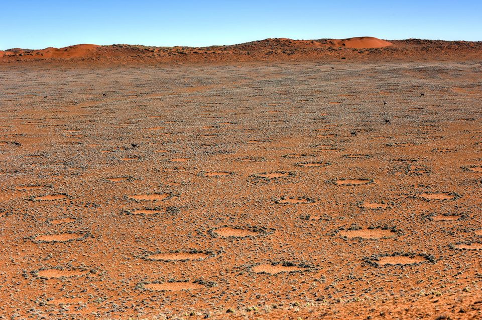 Feenkreise, hier im Namib-Naukluft National Park, bilden gemusterte Landschaften aus gleichmäßig verteilten Kreisen. Der Grund ist eine optimale Nutzung der knappen Ressource Wasser  1.496