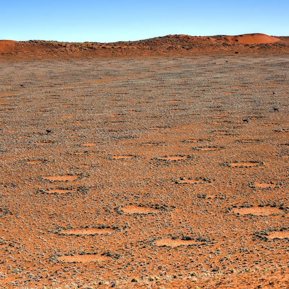 Feenkreise, hier im Namib-Naukluft National Park, bilden gemusterte Landschaften aus gleichmäßig verteilten Kreisen. Der Grund ist eine optimale Nutzung der knappen Ressource Wasser