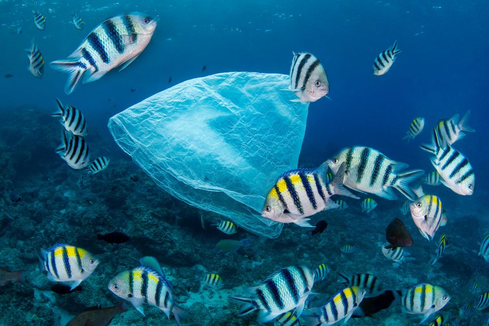 Eine Plastiktüte im Meer, umgeben von einem Fischschwarm  1.5182