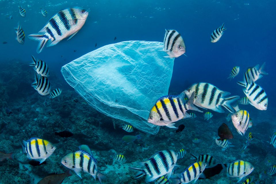 Eine Plastiktüte im Meer, umgeben von einem Fischschwarm