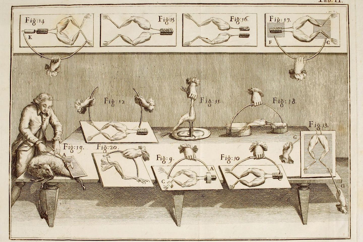Der Funke des Lebens Lange Zeit erschien den Menschen das Phänomen der Elektrizität beinahe magisch. Erst im 18. Jahrhundert lernten Forschende, Elektrizität gezielt zu erzeugen und sie in primitiven Kondensatoren, den Leidener Flaschen, zu speichern. Aus solchen Flaschen leitete der italienische Anatom Luigi Galvani sie in amputierte Froschschenkel. Die zuckten daraufhin, als seien sie lebendig. Der Stich aus Galvanis Werk "De viribus electricitatis" von 1792 zeigt die berühmten Experimente. Die Schlussfolgerung, die Galvani aus seinen Beobachtungen zog, entpuppte sich jedoch als Trugschluss: Er glaubte, den Schenkeln wohne eine "tierische Elektrizität" inne, die durch ein "Nervenfluidum" übertragen werde.