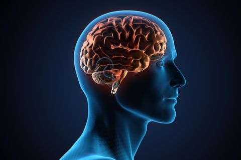 Illustration eines Gehirns in einem Männerkopf, Seitenansicht