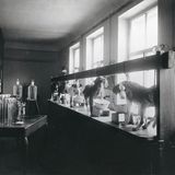 Der russische Physiologe Iwan Pawlow folgte einer wissenschaftlichen Tradition, die in Tieren wenig mehr als belebte Automaten sah. Pawlows Ziel war, die Regeln zu verstehen, nach denen diese Automaten funktionierten. Seine oft grausamen Versuche führte er vor allem an Hunden durch – Tieren, die er paradoxerweise liebte. Seine Forschung zu Verdauungsprozessen brachte ihm 1904 den Nobelpreis ein. Das Bild aus demselben Jahr zeigt Experimente zur Magensekretion am Kaiserlichen Institut für experimentelle Medizin in Sankt Petersburg. Berühmt wurde Pawlow jedoch für seine Arbeit zu "bedingten Reflexen". Er zeigte, dass Hunde lernen konnten, Reize mit Futter zu verknüpfen – und dass der Reiz allein fortan ausreichte, um den Speichelfluss anzuregen. Indem Pawlow die Reize leicht variierte, untersuchte er, wie genau die Tiere beispielsweise Abstufungen von Entfernungen, Farbtönen und Temperaturen wahrnehmen können. Erst in den folgenden Jahrzehnten sollten zunehmend ausgeklügelte Experimente das reiche Innenleben von Tieren offenbaren. Sie machten und machen klar, dass wir es mit fühlenden und denkenden Wesen zu tun haben, keinesfalls mit lebenden Automaten.