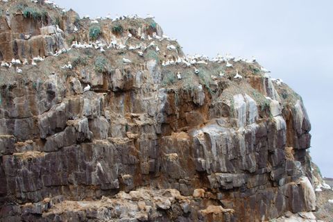 Die Basstölpel in den Felswänden des Syltefjords (Aufnahme von 2023) täuschen darüber hinweg, dass sich an derselben Stelle vor einem halben Jahrhundert noch zahllose Trottellummen und Dreizehenmöwen drängten