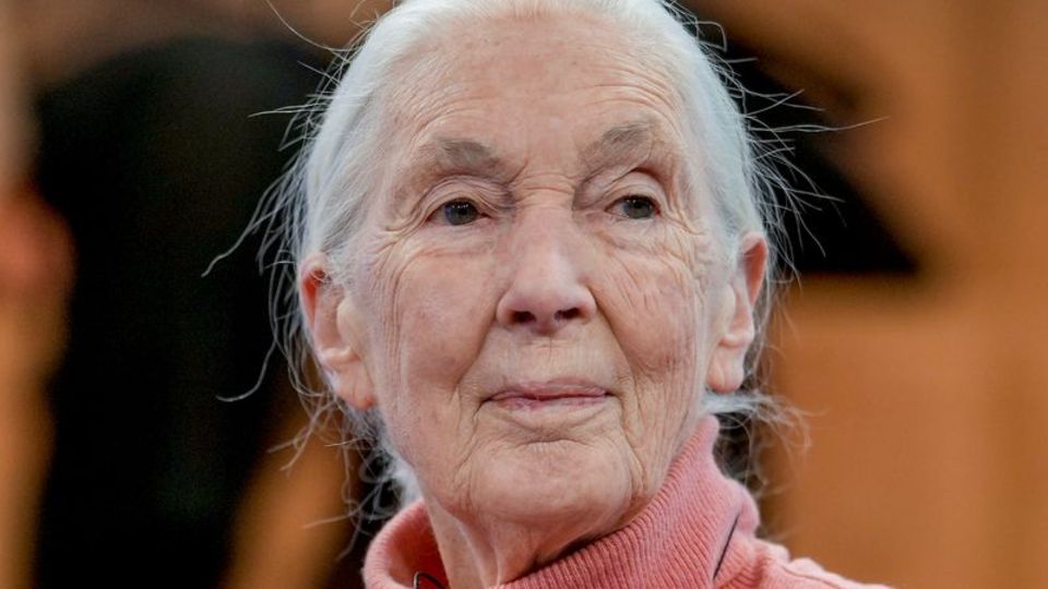 Primatenforscherin und Anthropologin Jane Goodall Primatenforscherin und Anthropologin Jane Goodall