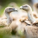 Ein Gänsegeierpaar in Spanien