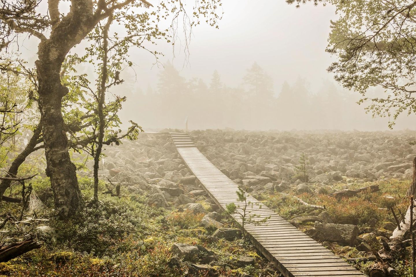 Im südlichen Finland, 268 Kilometer von Helsinki entfernt, erstrecken sich zum Geopark Lauhanvuori gehörende weitläufige Kiefernwälder, hier unterbrochen von - einem im Nebel fast verschwindenden - 800 Meter langem Feld von Gesteinsbrocken, bestehend fast zu einhundert Prozent aus Sandstein. Genannt wird das Feld Kivijata. Vor Abermillionen Jahren gehört es zu einem Strand, dessen Sand durch tektonische Kräfte vom Meer isoliert wurde. Dass das einst so war, übersteigt vermutlich die Vorstellungskraft der meisten Besuchenden - verleiht dem Ort aber etwas Zauberhaftes. Größe des Parks: 5395 Quadratkilometer. Beste Reisezeit: März - Dezember. Geopark seit: 2020