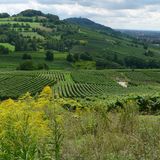50 Kilometer südlich von Frankfurt, zwischen Rhein, Main und Neckar und den Hügeln des Odenwaldes, erstreckt sich der Geopark "Bergstraße-Odenwald". Und weist Zeugnisse von geologischen Umwälzungen aus mehr als 500 Millionen Jahren Erdgeschichte auf. Das Felsenmeer im Odenwald etwa besteht aus Tausenden von Felsblöcken, die teilweise so groß wie Güterwaggons sind. Diese meist granitähnlichen Gesteine entstanden tief in der Erdkruste und wurden von den tektonischen Kräften angehoben - und sind heute oft bedeckt von einem grünen Pflanzenkleid. In dieser von der Flora belebten Welt beherbergt der Geopark bedrohte Arten wie Äskulapnatter, Kupferfalter oder den Europäischen Biber. Größe des Parks: 3500 Quadratkilometer. Beste Reisezeit: April – Oktober. Geopark seit: 2002   