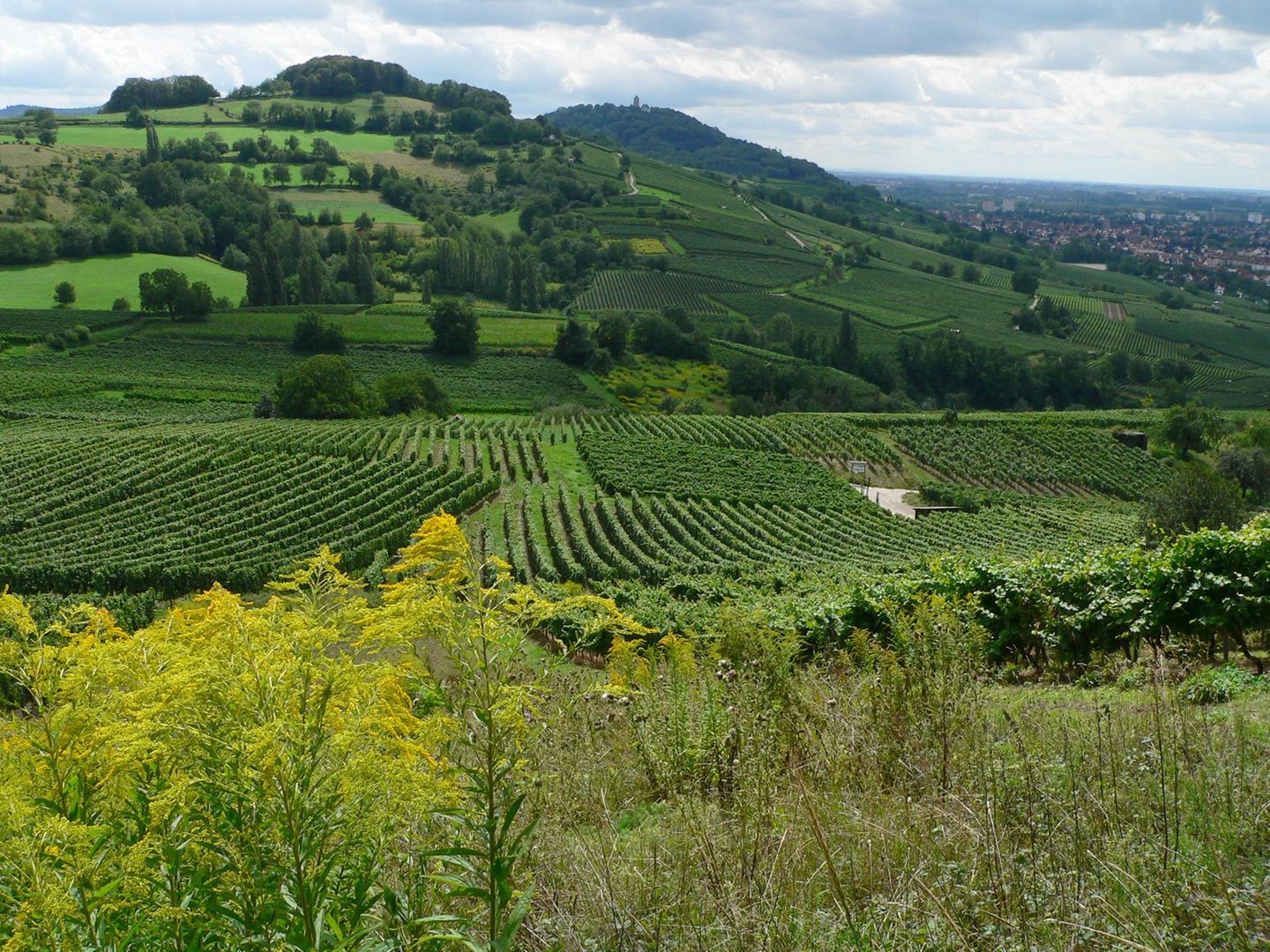 Bergstraße-Odenwald: Gigantische Felsbrocken unter grünem Kleid 50 Kilometer südlich von Frankfurt, zwischen Rhein, Main und Neckar und den Hügeln des Odenwaldes, erstreckt sich der Geopark "Bergstraße-Odenwald". Und weist Zeugnisse von geologischen Umwälzungen aus mehr als 500 Millionen Jahren Erdgeschichte auf. Das Felsenmeer im Odenwald etwa besteht aus Tausenden von Felsblöcken, die teilweise so groß wie Güterwaggons sind. Diese meist granitähnlichen Gesteine entstanden tief in der Erdkruste und wurden von den tektonischen Kräften angehoben - und sind heute oft bedeckt von einem grünen Pflanzenkleid. In dieser von der Flora belebten Welt beherbergt der Geopark bedrohte Arten wie Äskulapnatter, Kupferfalter oder den Europäischen Biber. Größe des Parks: 3500 Quadratkilometer. Beste Reisezeit: April – Oktober. Geopark seit: 2002