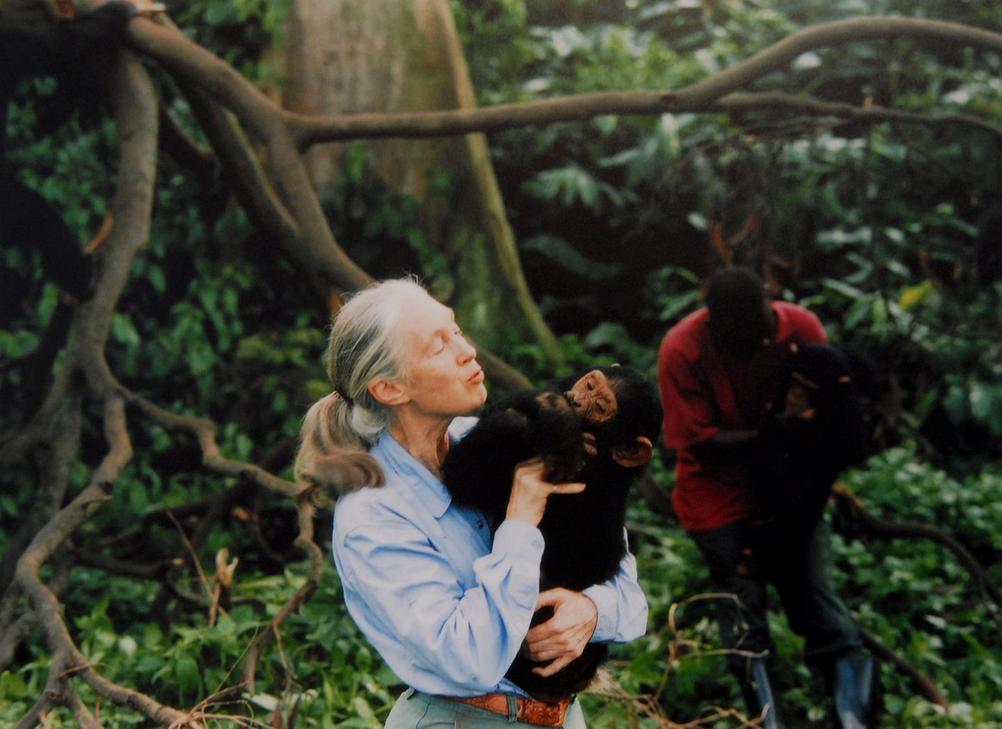 Jane Goodall  im Wald mit Chimpanse auf dem Arm