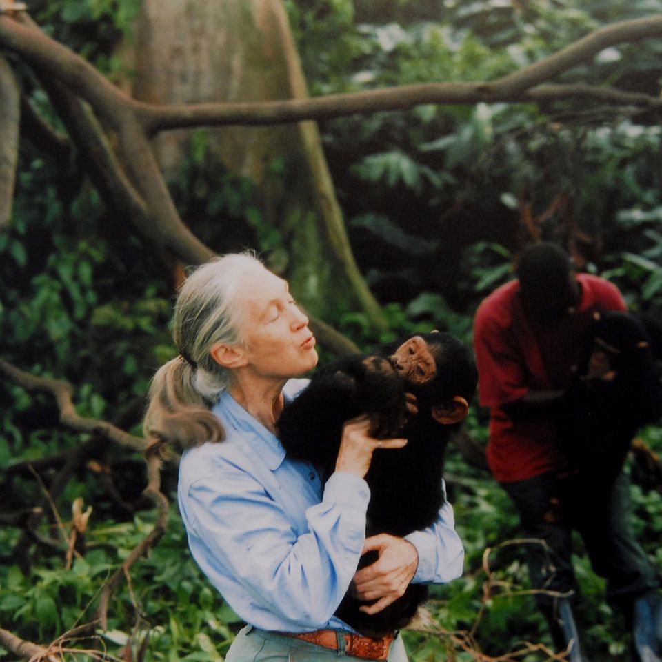 Jane Goodall  im Wald mit Chimpanse auf dem Arm