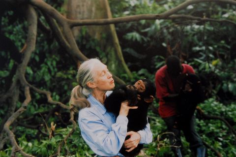 Jane Goodall  im Wald mit Chimpanse auf dem Arm