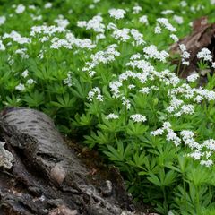 Waldmeister mit weißen Blüten