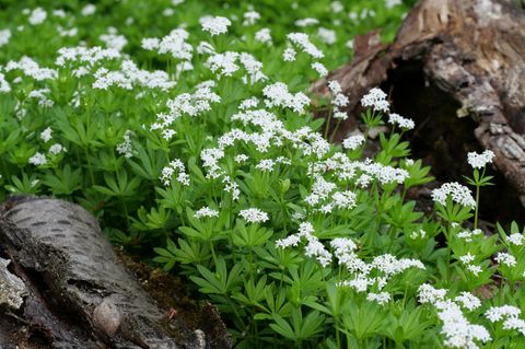 Waldmeister mit weißen Blüten