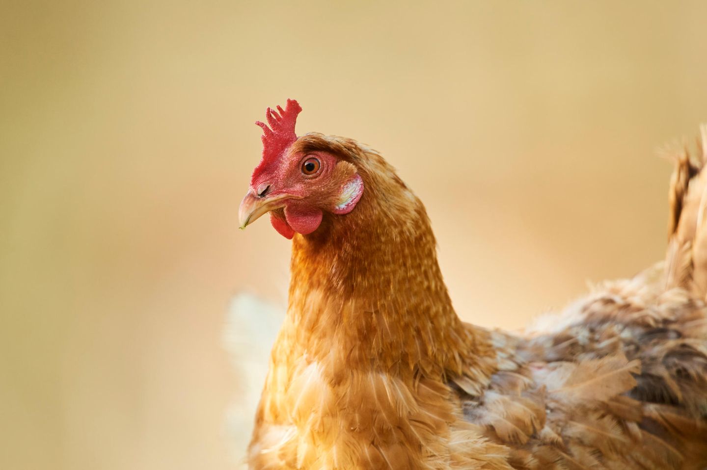 Haushuhn im Halbprofil