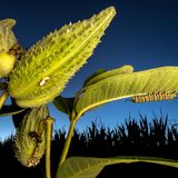 Raupe eines Monarchfalters ruht sich über Nacht unter einem Milchkrautblatt aus