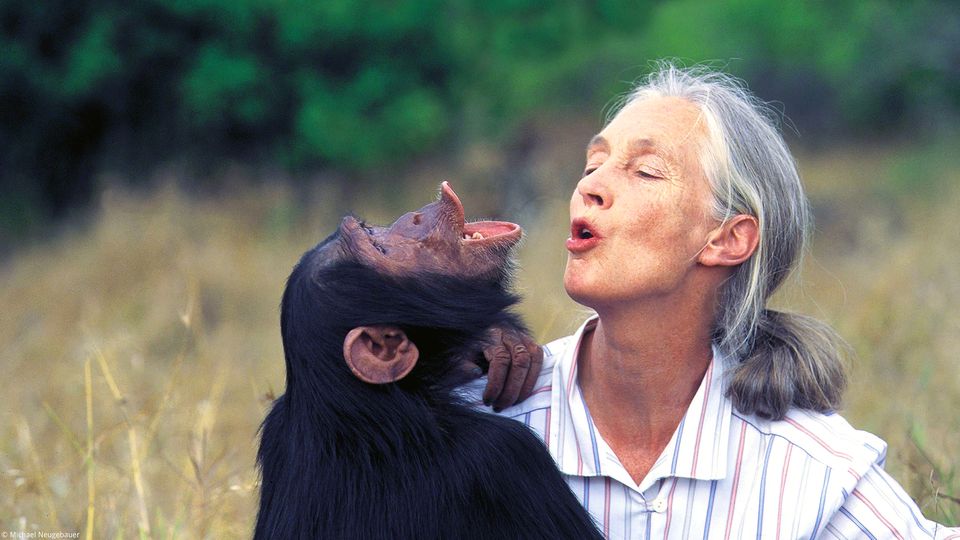 Zum 90. Geburtstag: Dirk Steffens gratuliert Jane Goodall mit einer ganz persönlichen Nachricht