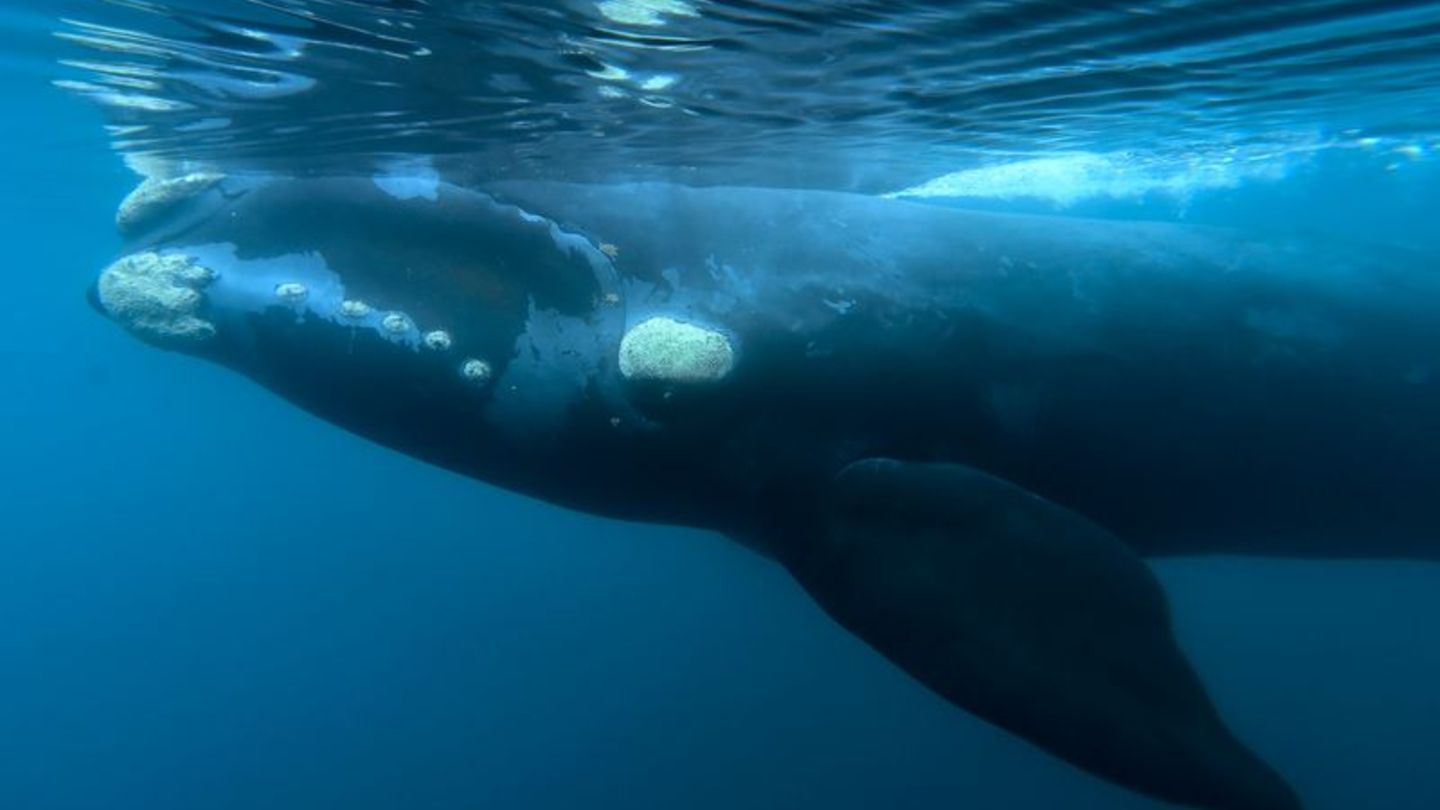 Wal unter Wasser: Ein Südkaper schwimmt direkt unter der Meeresoberfläche