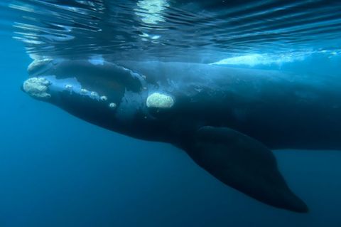 Wal unter Wasser: Ein Südkaper schwimmt direkt unter der Meeresoberfläche