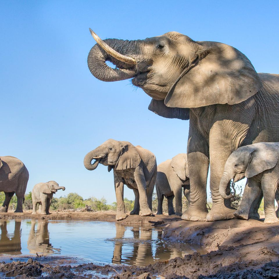 Elefanten an an einem kleinen See