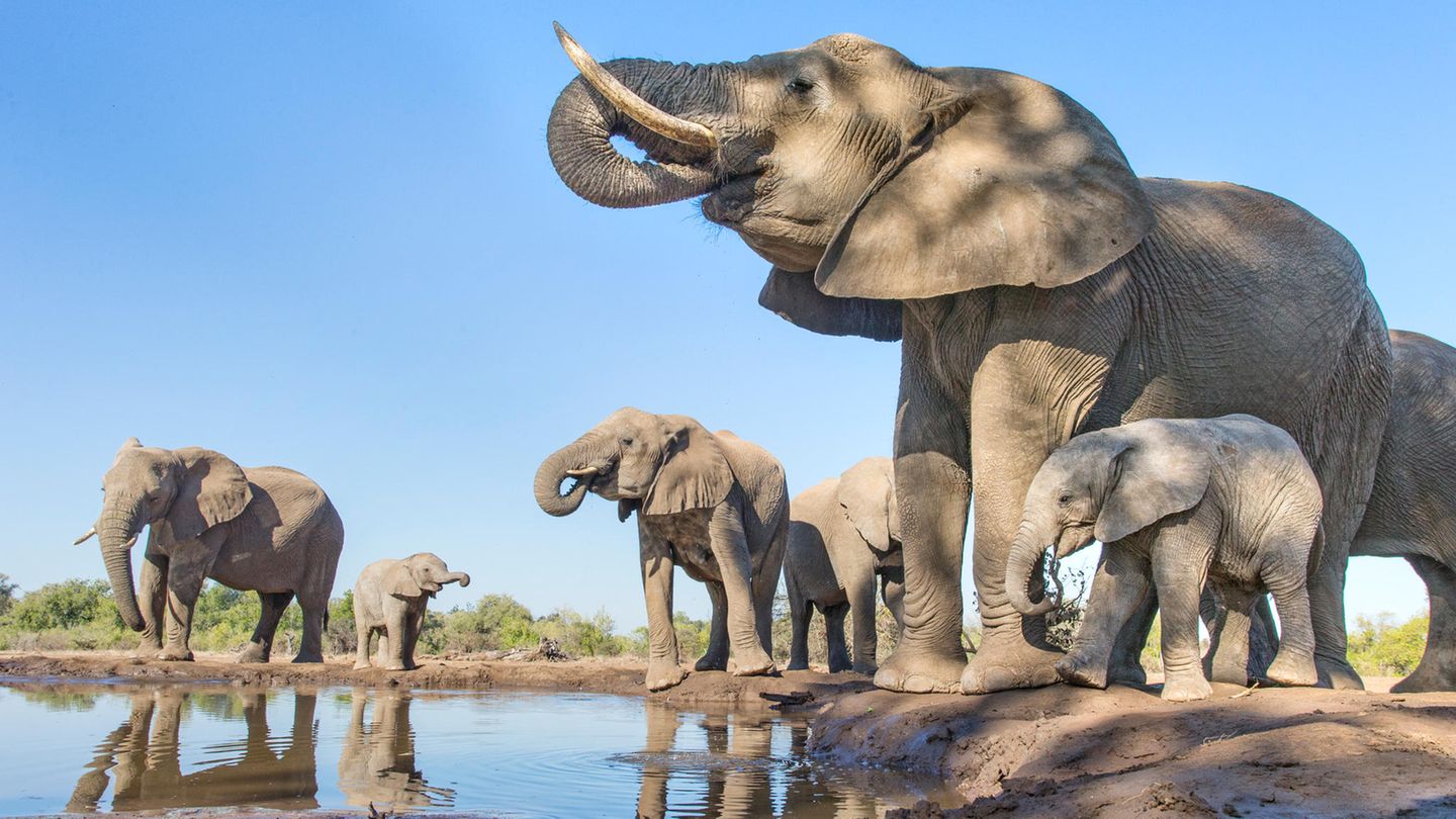 Elefanten an an einem kleinen See Elefanten an an einem kleinen See