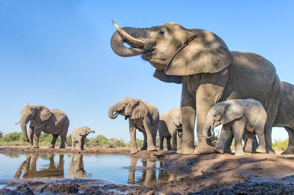 Elefanten an an einem kleinen See