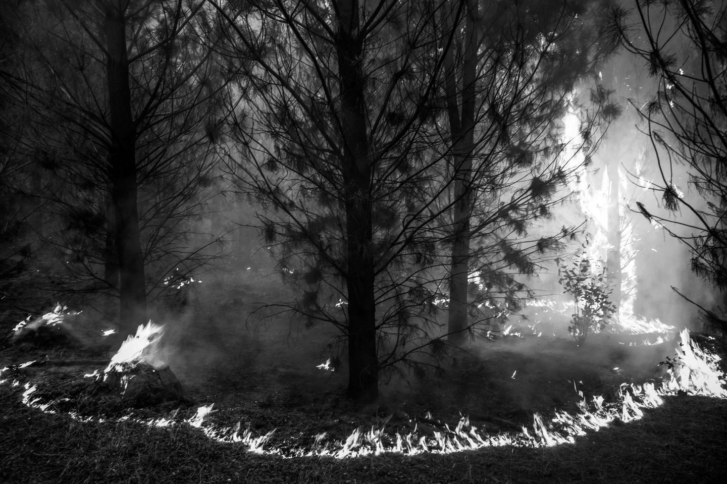 Mapuche: The Return of the Ancient Voices Feuer in einem Wald in Chile