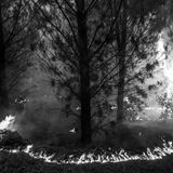 Feuer in einem Wald in Chile