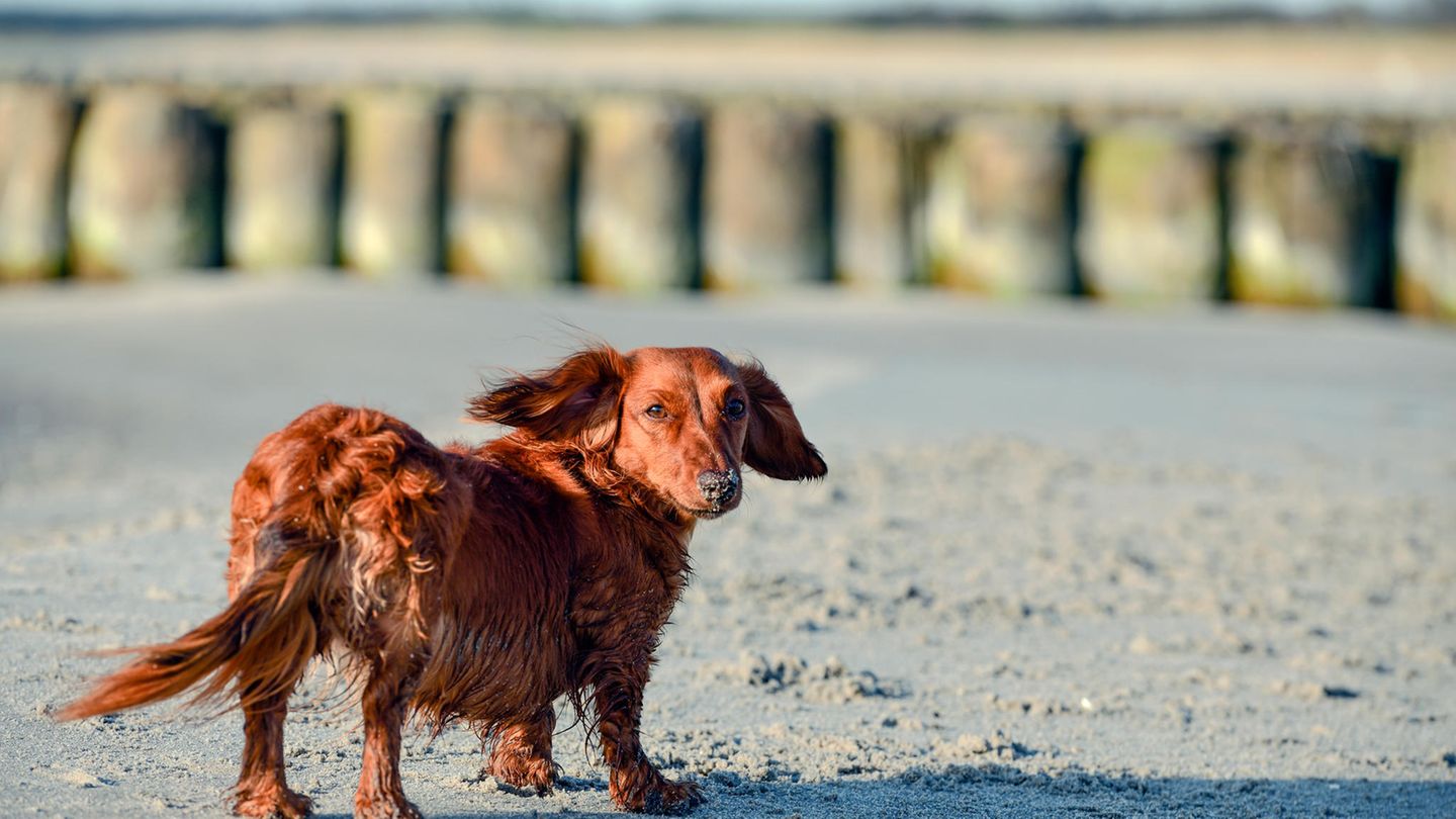 Dachshund am Strand
