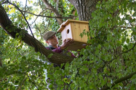 Mann im Baum arbeitet mit den Händen an einem Eichhörnchenkobel