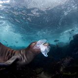 Spielen ist für die Entwicklung junger kalifornischer Seelöwen sehr wichtig und alles in ihrer Umgebung ist ein potenzielles Spielzeug. Es ist deshalb nicht ungewöhnlich, sie beim Spielen mit Steinen, Algen und Seesternen zu beobachten. Leider sieht man sie immer häufiger mit einer anderen Art von Spielzeug: Der Müll der Menschen gelangt ins Meer und über die Meeresströmungen zu den Tieren. An diesem Tag stieß Celia Kujala innerhalb von zwei Tauchgängen auf sechs Müllstücke, mit denen die jungen Seelöwen spielten, einschließlich der abgebildeten Plastiktüte. Sie schoss nicht nur das Foto, sondern sammelte den Unrat auch ein und holte ihn aus dem Meer. Das Bild wurde vor den Coronado-Inseln, Baja California in Mexiko aufgenommen.