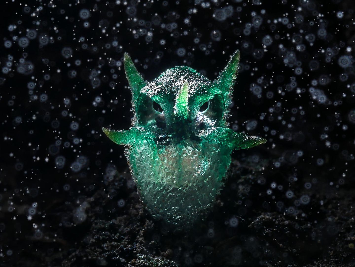 Sehen Sie es auch? Fotograf Chartree Lertsintanakorn besuchte das Umphang Naturschutzgebiet in Thailand, um einen lebendigen Organismus vor die Linse zu bekommen, dessen Form an eine kleine Eule erinnert. So entstand das ausdrucksstarke Portät der seltenen Pflanze Thismia thaithongiana.