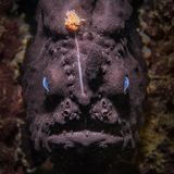 Ein eindrucksvolles Porträt eines Schwarzanglerfisches gelang Nicolas Remy bei einem seiner regelmäßigen Tauchgänge. Das Bild soll den Charakter des Tiefseefisches als bedrängtes Raubtier hervorheben, so der Fotograf. 