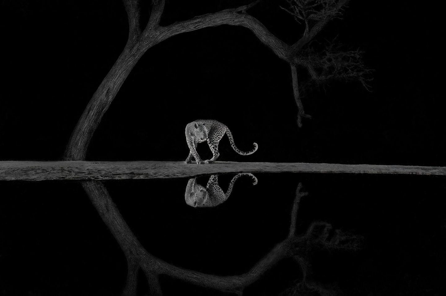 Gut versteckt wartete der Fotograf Richard Li bis spät in die Nacht an einer Wasserstelle in Kenia, um diesen Moment einzufangen: Der Leopard dreht sich elegant um. Die anmutige Pose wird im dunklen Wasser gespiegelt.