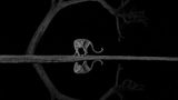 Gut versteckt wartete der Fotograf Richard Li bis spät in die Nacht an einer Wasserstelle in Kenia, um diesen Moment einzufangen: Der Leopard dreht sich elegant um. Die anmutige Pose wird im dunklen Wasser gespiegelt.
