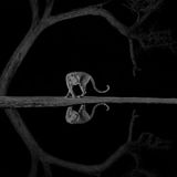 Gut versteckt wartete der Fotograf Richard Li bis spät in die Nacht an einer Wasserstelle in Kenia, um diesen Moment einzufangen: Der Leopard dreht sich elegant um. Die anmutige Pose wird im dunklen Wasser gespiegelt.