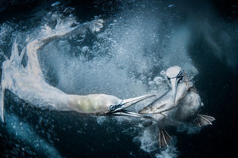 Zwei Tölpel, die Unterwasser einen Fisch ergattern – die dynamische Aufnahme der Meeresvögel, die an Land so drollig und unbeholfen wirken, brachte der Fotografin Tracey Lund den Gesamtsieg der "World Nature Photography Awards 2024" ein. Dafür machte sie insgesamt 1.800 Unterwasserbilder vor den Shetlandinseln, um eine gute Aufnahme der Tölpel zu bekommen, die zu Tausenden am Himmel kreisten und immer wieder ins Wasser hinabstießen, um Fische zu jagen. Nur zwei der Aufnahmen seien brauchbar gewesen, sagte die Fotografin. Eine davon brachte es zum Siegerbild.