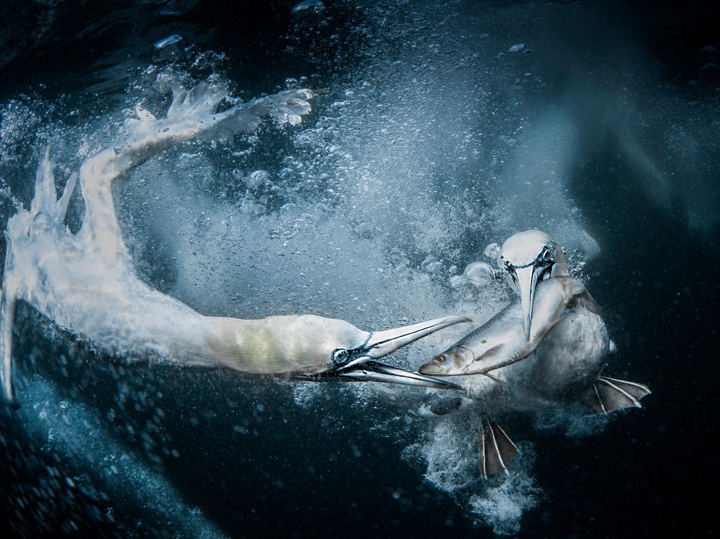 Zwei Tölpel, die Unterwasser einen Fisch ergattern – die dynamische Aufnahme der Meeresvögel, die an Land so drollig und unbeholfen wirken, brachte der Fotografin Tracey Lund den Gesamtsieg der "World Nature Photography Awards 2024" ein. Dafür machte sie insgesamt 1.800 Unterwasserbilder vor den Shetlandinseln, um eine gute Aufnahme der Tölpel zu bekommen, die zu Tausenden am Himmel kreisten und immer wieder ins Wasser hinabstießen, um Fische zu jagen. Nur zwei der Aufnahmen seien brauchbar gewesen, sagte die Fotografin. Eine davon brachte es zum Siegerbild.