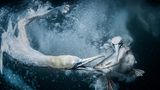 Zwei Tölpel, die Unterwasser einen Fisch ergattern – die dynamische Aufnahme der Meeresvögel, die an Land so drollig und unbeholfen wirken, brachte der Fotografin Tracey Lund den Gesamtsieg der "World Nature Photography Awards 2024" ein. Dafür machte sie insgesamt 1.800 Unterwasserbilder vor den Shetlandinseln, um eine gute Aufnahme der Tölpel zu bekommen, die zu Tausenden am Himmel kreisten und immer wieder ins Wasser hinabstießen, um Fische zu jagen. Nur zwei der Aufnahmen seien brauchbar gewesen, sagte die Fotografin. Eine davon brachte es zum Siegerbild.