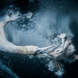 Zwei Tölpel, die Unterwasser einen Fisch ergattern – die dynamische Aufnahme der Meeresvögel, die an Land so drollig und unbeholfen wirken, brachte der Fotografin Tracey Lund den Gesamtsieg der "World Nature Photography Awards 2024" ein. Dafür machte sie insgesamt 1.800 Unterwasserbilder vor den Shetlandinseln, um eine gute Aufnahme der Tölpel zu bekommen, die zu Tausenden am Himmel kreisten und immer wieder ins Wasser hinabstießen, um Fische zu jagen. Nur zwei der Aufnahmen seien brauchbar gewesen, sagte die Fotografin. Eine davon brachte es zum Siegerbild.