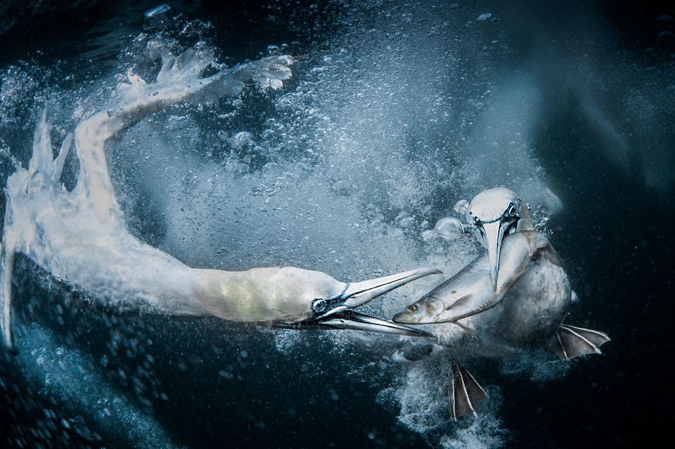 Zwei Tölpel, die Unterwasser einen Fisch ergattern – die dynamische Aufnahme der Meeresvögel, die an Land so drollig und unbeholfen wirken, brachte der Fotografin Tracey Lund den Gesamtsieg der "World Nature Photography Awards 2024" ein. Dafür machte sie insgesamt 1.800 Unterwasserbilder vor den Shetlandinseln, um eine gute Aufnahme der Tölpel zu bekommen, die zu Tausenden am Himmel kreisten und immer wieder ins Wasser hinabstießen, um Fische zu jagen. Nur zwei der Aufnahmen seien brauchbar gewesen, sagte die Fotografin. Eine davon brachte es zum Siegerbild.  1.3333