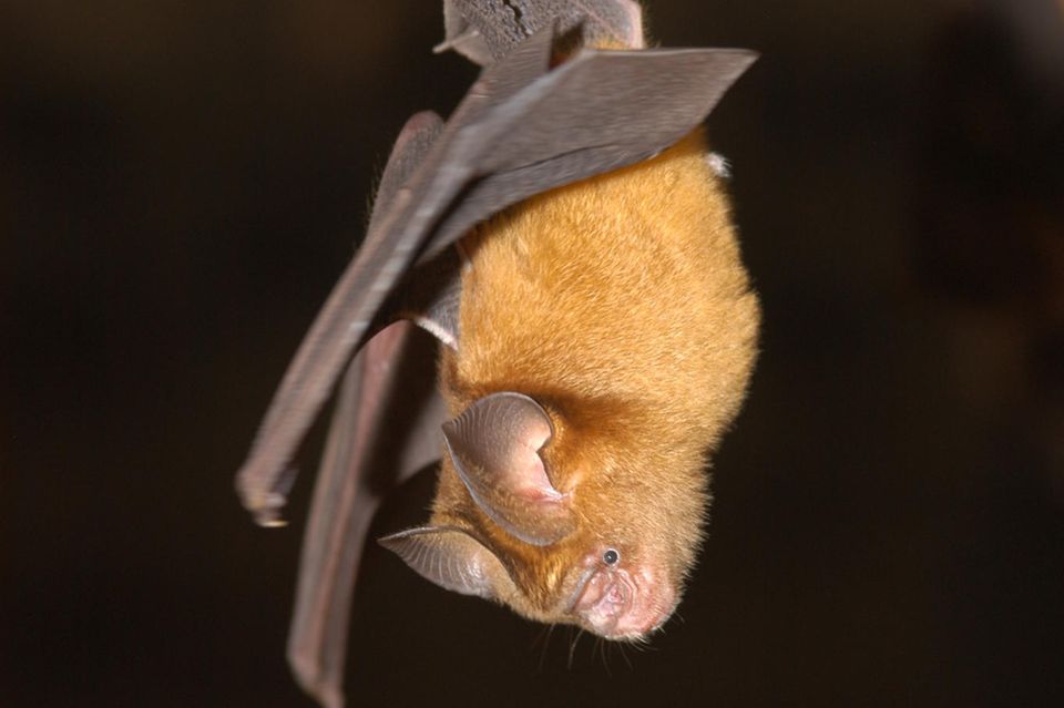 Fledermäuse tragen viele verschiedene Coronaviren in sich: ein Expemplar der Art Hipposideros caffer 