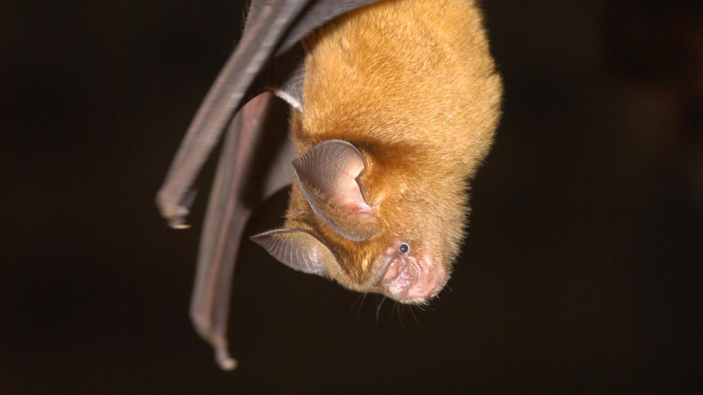 Fledermäuse tragen viele verschiedene Coronaviren in sich: ein Expemplar der Art Hipposideros caffer 