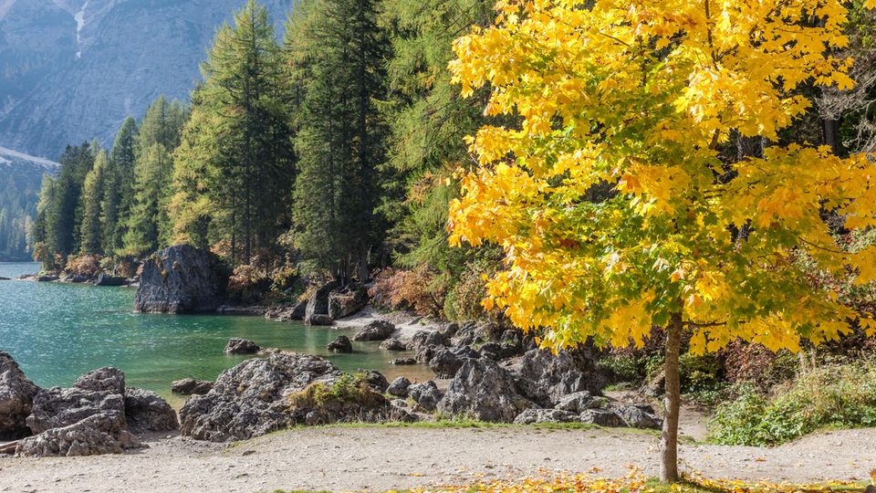 Spitzahorn ist im Herbst besonders hübsch anzusehen. Den mehrfach gelappten, spitzen Blättern verdankt er seinen Namen