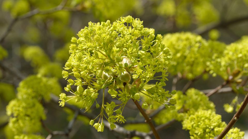 Schon früh im Jahr liefern die hübschen Blüten Nahrung für Insekten